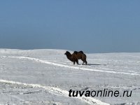 Кызыл: Желающих проводить выходные на станции «Тайга» все больше