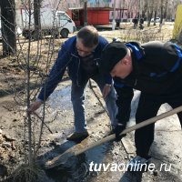 Дружная команда Почетных граждан Кызыла, депутатов, молодежи провела субботник и посадку деревьев на Молодежном сквере