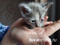 В Кызыле создано Общество защиты животных «Хатико»