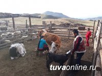 Студенты сельхозфакультета ТувГУ помогли байтайгинскому чабану по хозяйству