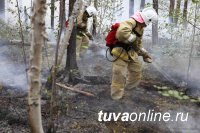 В Туве установлен виновник лесного пожара
