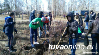 Весной в Год экологии в Туве посадили 12921  саженец!!!