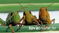 Правительством Тувы утвержден план мероприятий по выявлению и уничтожению саранчовых вредителей