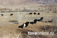 В Хандагайты следователем возбуждено уголовное дело по факту кражи тридцати голов яков