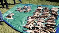 Полицейскими и охотоведами Тувы выявлен факт браконьерства