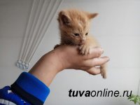 Кызыл: Выставка собак и кошек с передержек — «В ДОБРЫЕ РУКИ»! 