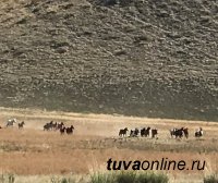 Агентство «Тоджа Тур» предлагает кызылчанам сплавы по Енисею на рафте