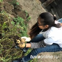 Добрые Сердца Тувы" выкопали картошку 62-летней Зинаиде Доржулдаевне