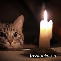 В Туве кот оставил без света более 8.5 тысяч человек