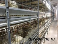 Тува: На птицефабрику вошла "Заря"