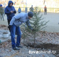 «Городская среда»: Дворы Кызыла приросли березами и елями