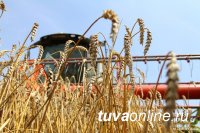 Общий намолот зерновых в Туве на 1 ноября 2017 года на 39% превышает объемы прошлого года