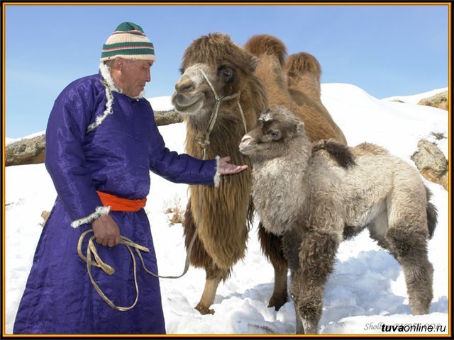 Верблюд в тундре