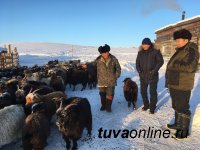 Члены правительства Тувы в новогодние выходные посетили молодых животноводов