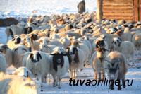 В Туве зимовку проходят 1 миллион  403 тысячи голов скота