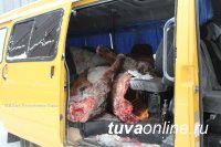 Сотрудниками полиции по «горячим следам» раскрыта кража 5 лошадей, совершенная в Тандинском районе