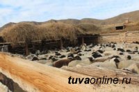 105 новых "кыштаговцев" готовятся получить по 200 овцематок от первых участников проекта "Кыштаг для молодой семьи" (Зимник)