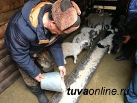 За весеннюю расплодную кампанию в Туве планируют на полмиллиона увеличить поголовье овец