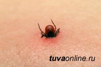В Туве в этом сезоне зарегистрировано уже 30 случаев присасывания клещей