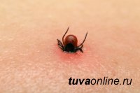 В Туве зарегистрировано 70 случаев присасывания сезон активности клещей в разгаре 