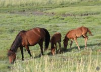 Мясо украденных лошадей было сдано в "Мясную лавку" Кызыла
