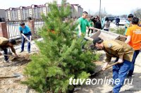 Госкомлес Тувы поможет жителям Кызыла и кожуунов в обеспечении саженцами для озеленения дворов и улиц