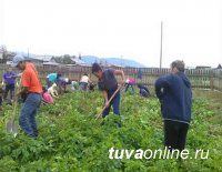 2200 многодетных и малообеспеченных семей Тувы посадили на своих участках «социальный картофель»