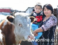 619 многодетных семей Тувы по проекту "Корова-кормилица" получили по корове с теленком 
