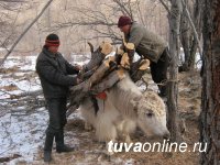 Скотоводам Тувы помогут сохранить скот от нападений снежных барсов в кошарах и на открытых пастбищах   