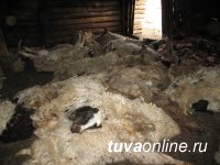 Скотоводам Тувы помогут сохранить скот от нападений снежных барсов в кошарах и на открытых пастбищах   