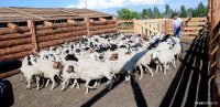 В Туве началась передача скота в рамках губернаторского проекта «Кыштаг для молодой семьи»