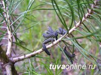В Туве после более чем 50 лет вновь появились очаги вредителей полезащитных лесополос