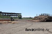 Активисты Народного фронта выявили нелегальных поставщиков древесины в Туве