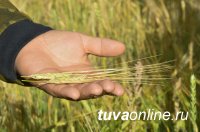 В Туве возрождают главную зерновую житницу республики