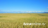 В Туве возрождают главную зерновую житницу республики В Туве возрождают главную зерновую житницу республики