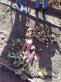 В Кызыле началась уборка урожая "Социального картофеля"