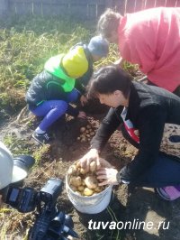 В Кызыле началась уборка урожая "Социального картофеля"