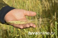 В Туве урожайность зерновых в два раза превышает прошлогоднюю
