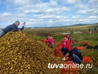 Студенты Тувинского государственного университета оказали содействие в уборке картофеля сельхозпроизводителям Танды