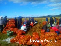 Студенты Тувинского государственного университета оказали содействие в уборке картофеля сельхозпроизводителям Танды
