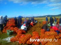 Студенты Тувинского государственного университета оказали содействие в уборке картофеля сельхозпроизводителям Танды