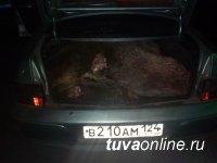Сотрудники ДПС по горячим следам раскрыли кражу скота в  Пий-Хемском районе Тувы 