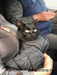 Кота, три дня просидевшего на электроопоре в Сукпаке, спасали всем миром