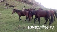 Угнавшие 26 лошадей в Барун-Хемчикском кожууне Тувы скотокрады задержаны