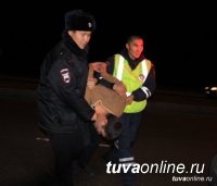 За сутки в Туве полицейские задержали пять нетрезвых водителей!