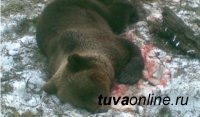 В Туве охотник попал в больницу после встречи с бурым медведем В Туве охотник попал в больницу после встречи с бурым медведем
