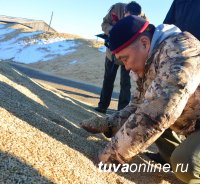 Росстат: в Туве в 2018 году вырастили в 2,2 раза больше зерновых и зернобобовых, чем в 2017 году