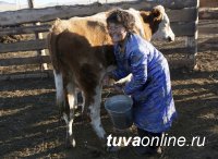 Красноярскстат: В Туве средние надои молока с одной коровы выросли на 161 литр