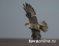 WWF России предупреждает: популяцию сокола балобана может уничтожить браконьерство и гибель птиц на линиях электропередачи