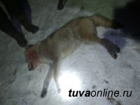 В Туве зафиксированы два случая нападения волка на человека в окрестностях с. Ээрбек